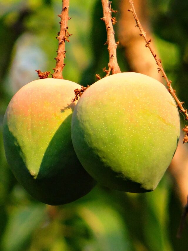 cropped-mango-g29c0c0ff9_1920.jpg