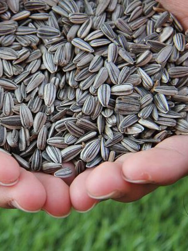 benefits of sunflower seeds