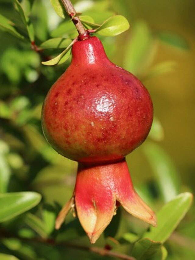 Pomegranate benefits