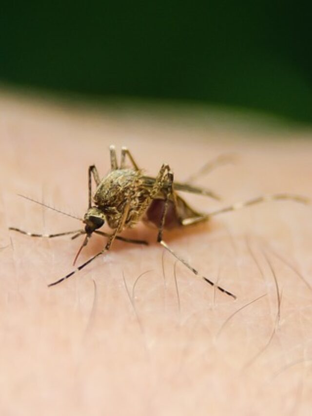 डेंगू बुखार के लक्षण क्या है : Dengue symptoms in hindi