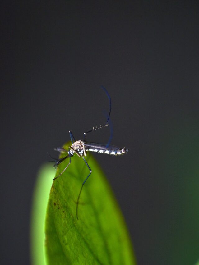 dengue fever treatment