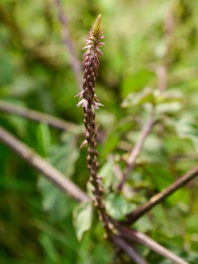 अपामार्ग क्या है जानिए इसके फायदे