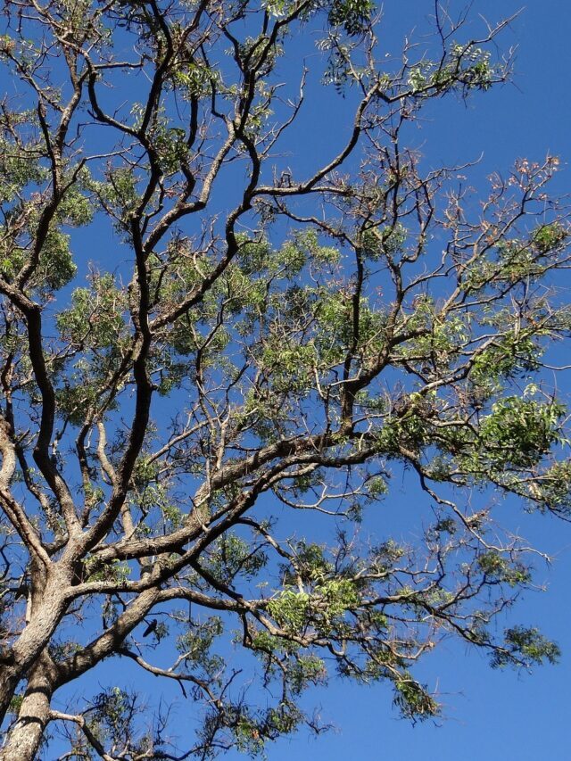 नीम की पत्तियां खाने के फायदे