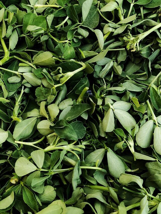 मेथी के पत्तों के चमत्कारी फायदे