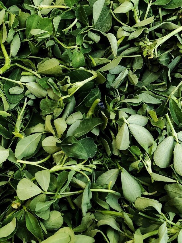 methi leaf