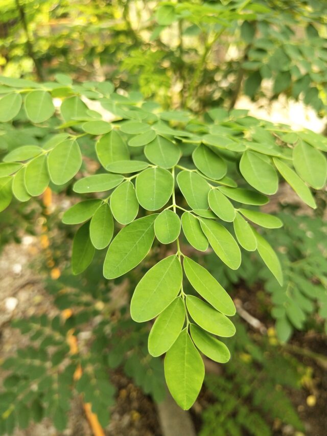 Health benefits of moringa