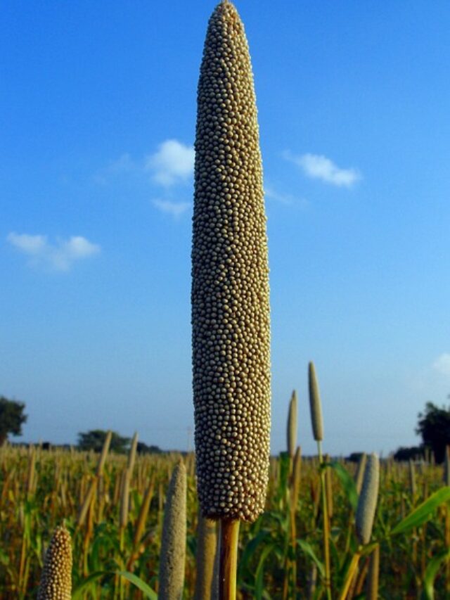 pearl millet