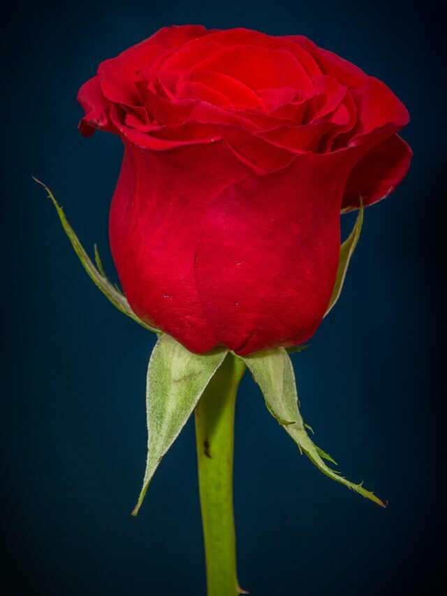 गुलाब के फूल के फायदे और उपयोग