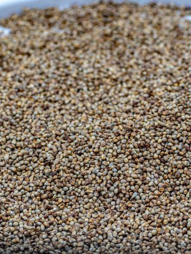 लिटिल मिलेट खाने के फायदे