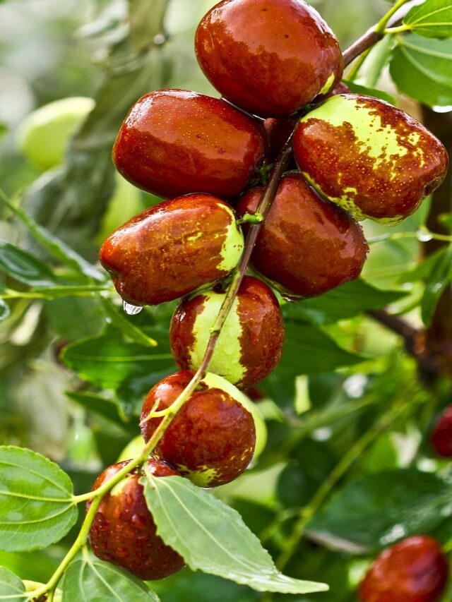 Jujube fruit benefits