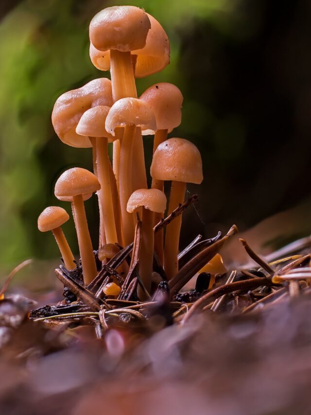 मशरूम के फायदे और उपयोग