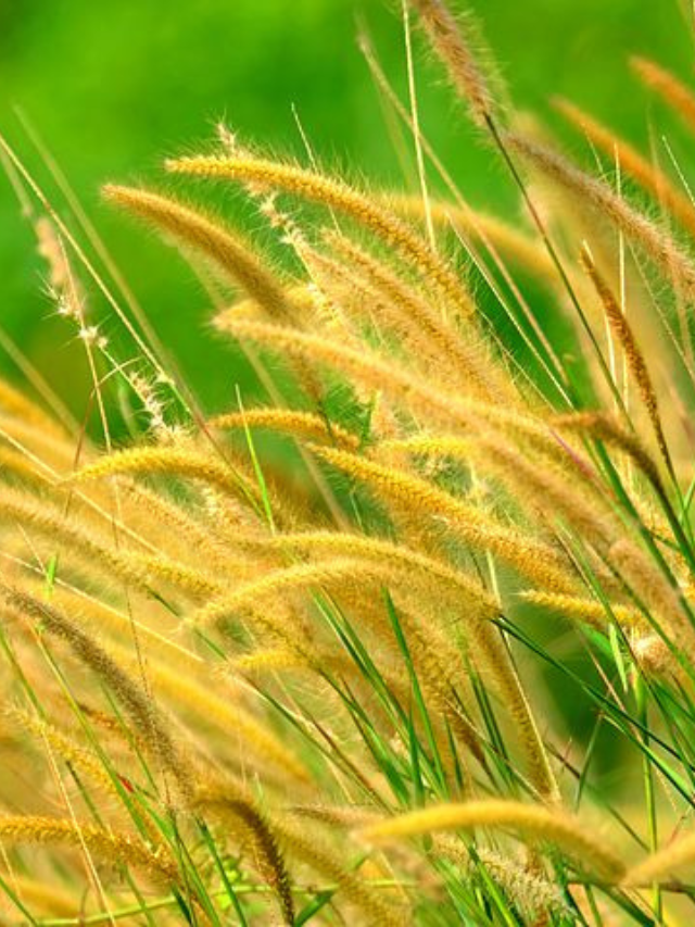 मोटा अनाज कंगनी के फायदे