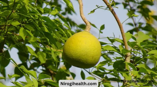 Bael fruit benefits