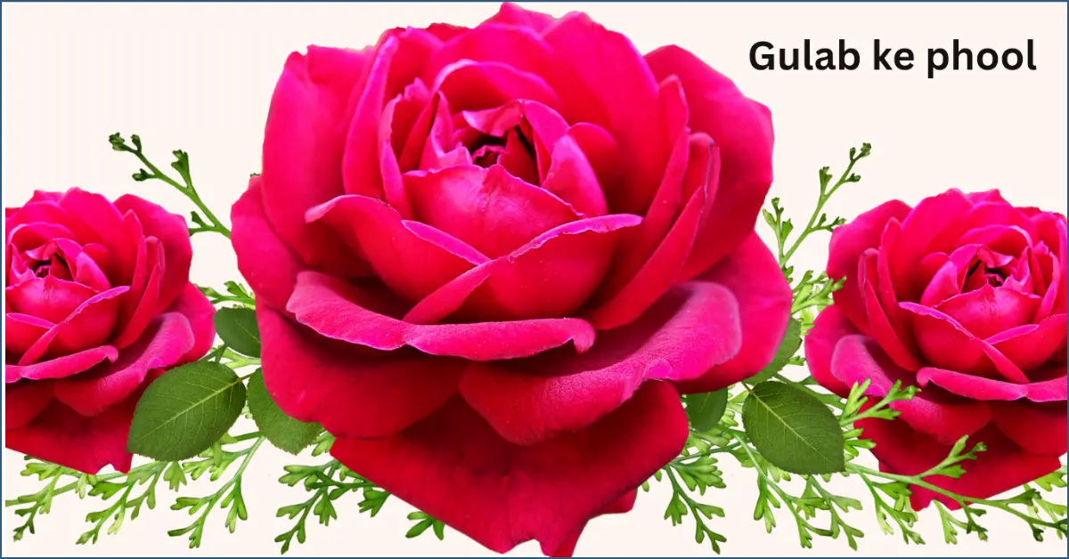 gulab flower benefits