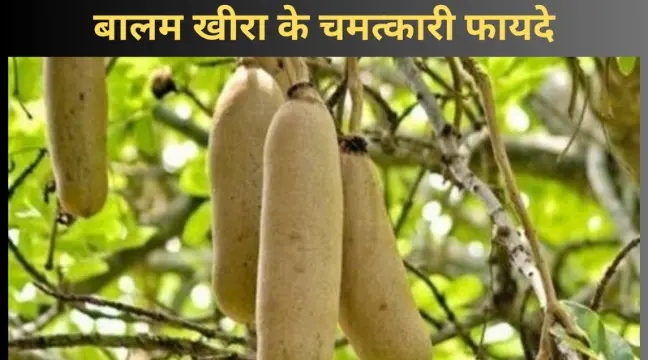balam kheera benefits in hindi