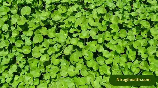 brahmi benefits and side effects in hindi